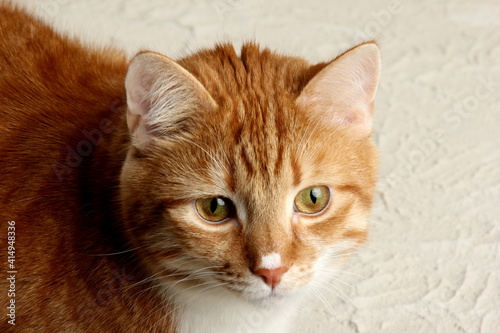 Red cat portrait, close-up on a colored background