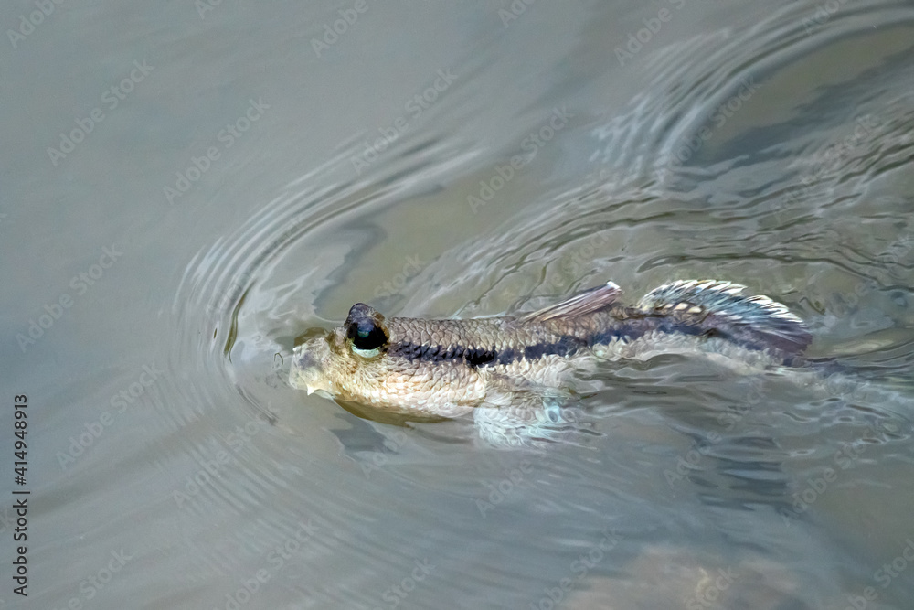 Mudskipper fish in the sea Mangrove area Mudskipper fish in the sea Mangrove area