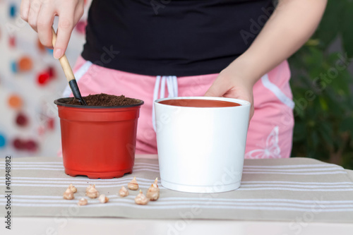 The girl plants flower bulbs in the ground in a pot. Plant flowers. Grows at home.