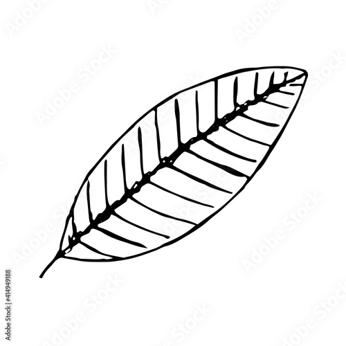 Mandarin tree leaf, vector doodle illustration, hand drawn sketch