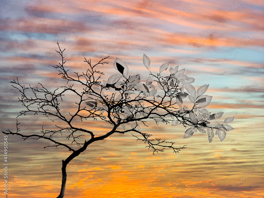 Fototapeta premium Branching Out