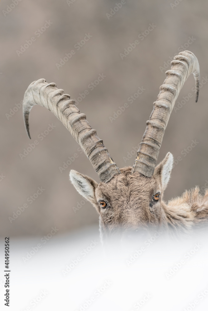 Face to face with the King of the Alps (Capra ibex) Face to face with the King of the Alps (Capra ibex)