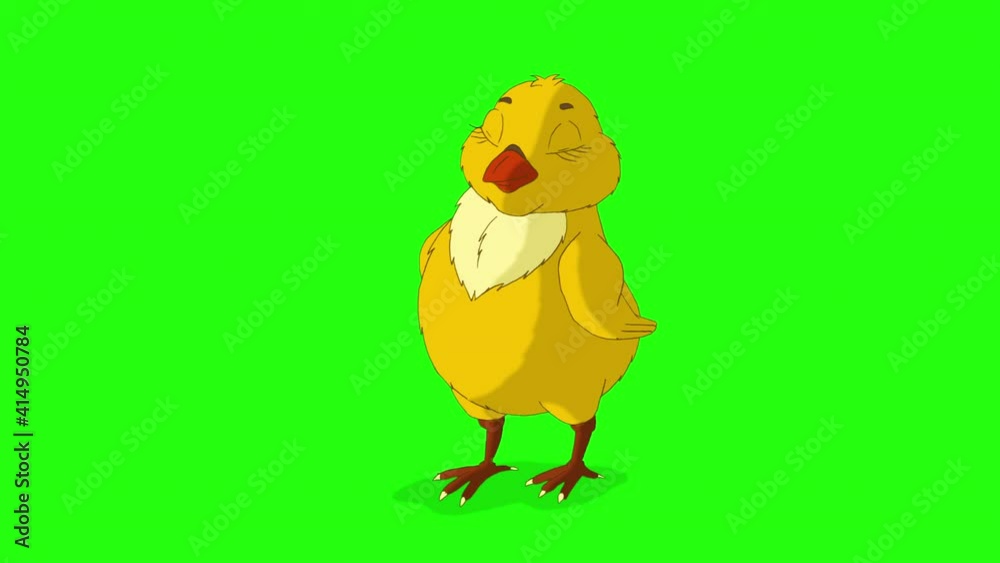 Little orange chicken looks around (chroma key) Little orange chicken looks around (chroma key)