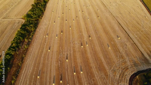 Aerial drone view of harvested mowed golden wheat field with many straw hay bales at warm sun sunset light on summer or autumn day. Agricultural yellow field after industrial machinery work landscape