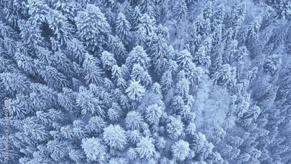 4K Aerial flying drone shoot view of the pine and spruce trees forest covered with snow in the Tatra Mountains in Slovakia with a falling snowflakes. Beauty in nature and ecology concept video. 4K Aerial flying drone shoot view of the pine and spruce trees forest covered with snow in the Tatra Mountains in Slovakia with a falling snowflakes. Beauty in nature and ecology concept video.