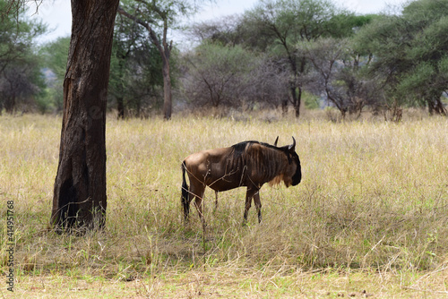 Gnus im Tarangire-Nationalpark in Tansania