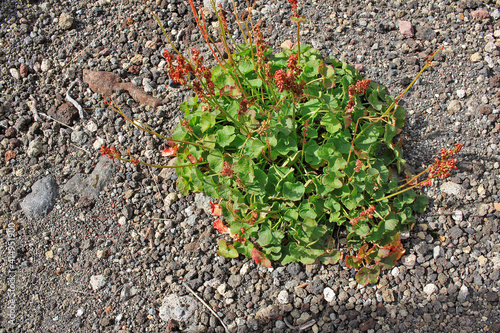 Oxyria digyna photo