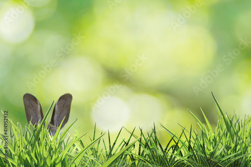 happy easter bunny ears hidden between green grass and green background hasenohren