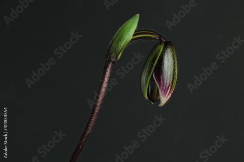 Slipper orchids (Sapatinhos). Dark Orchid flower Bud in a black Background. 