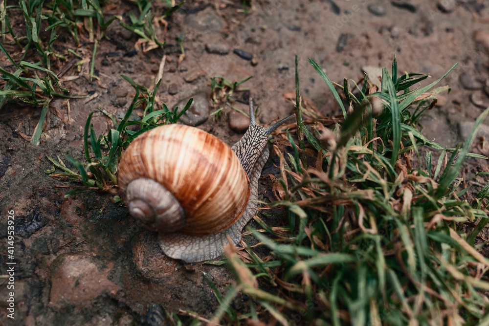 The snail crawls on the grass. Snail on a background of soil and grass The snail crawls on the grass. Snail on a background of soil and grass
