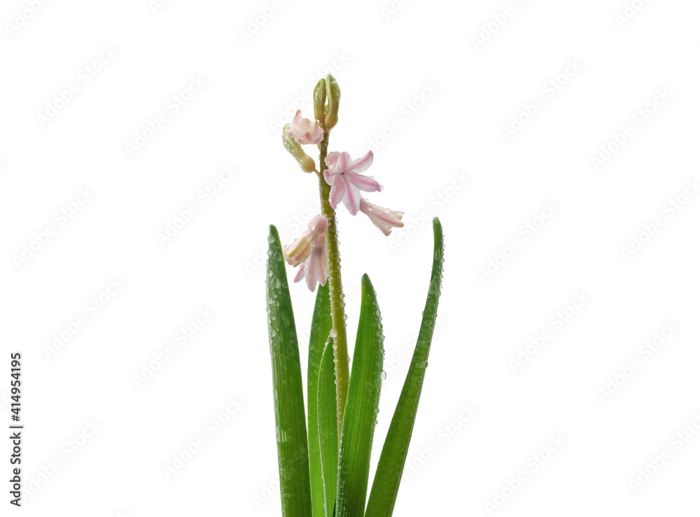 Fototapeta premium water droplets on hyacinth plant