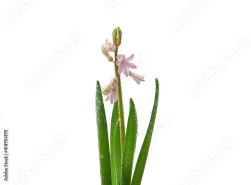 water droplets on hyacinth plant