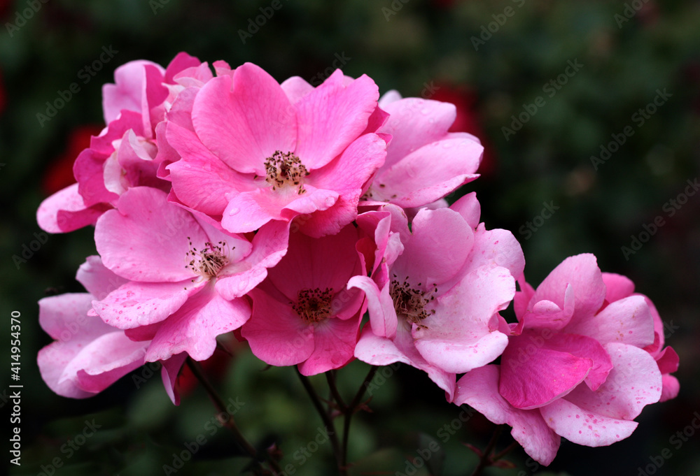 beautiful flowers in nature in the botanical garden beautiful flowers in nature in the botanical garden