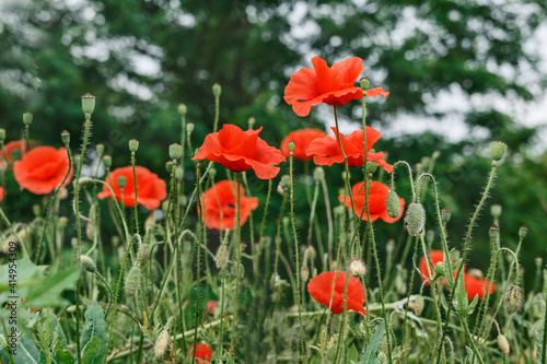 Red poppies on a blurred background of green trees.