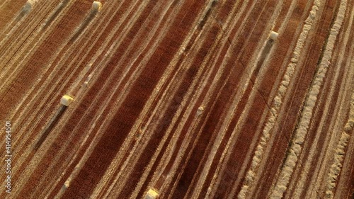 Aerial drone view of harvested mowed golden wheat field with many straw hay bales at warm sun sunset light on summer or autumn day. Agricultural yellow field after industrial machinery work landscape
