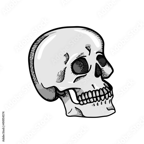 Hand drawn skull, vector illustration on white background