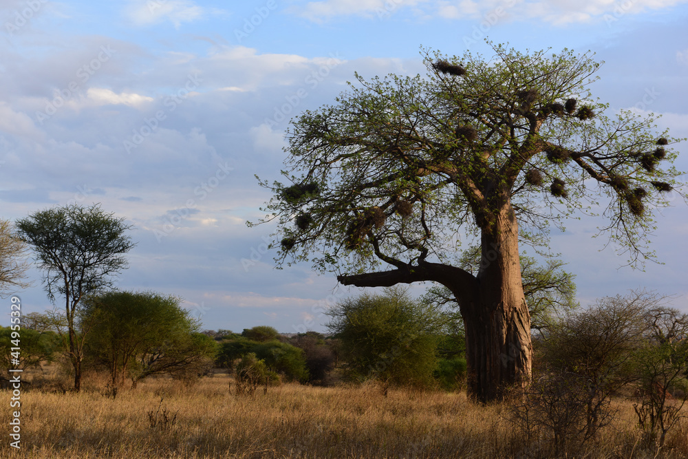 Affenbrotbaum Tarangire-Nationalpark in Tansania Affenbrotbaum Tarangire-Nationalpark in Tansania