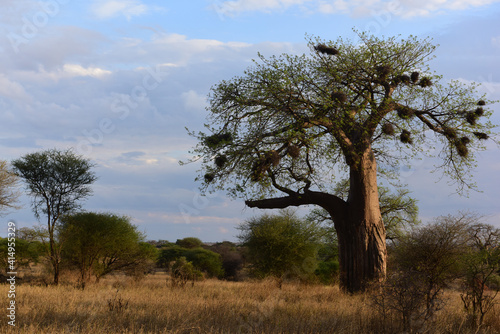Affenbrotbaum Tarangire-Nationalpark in Tansania