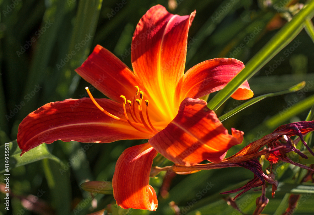 beautiful flowers in nature in the botanical garden beautiful flowers in nature in the botanical garden