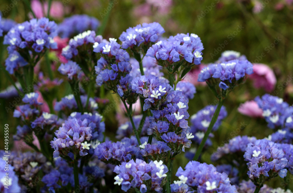beautiful flowers in nature in the botanical garden