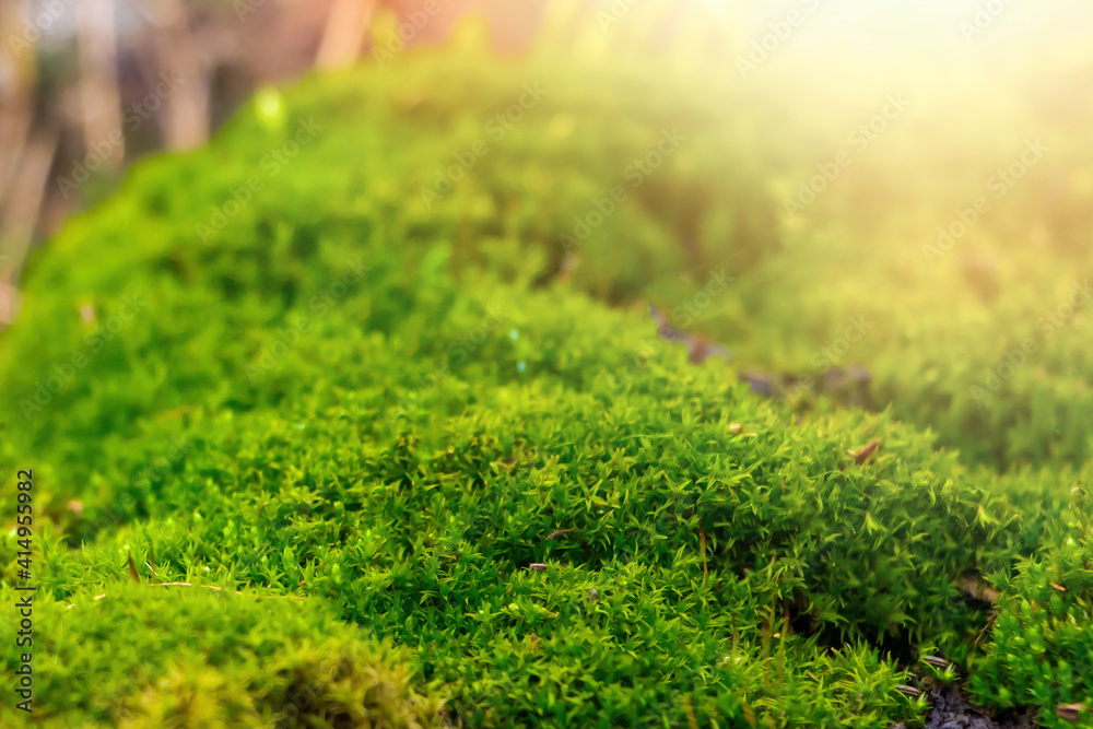 Obraz premium Green moss close up. Macrocosm of plants. Early spring and gardening concept.