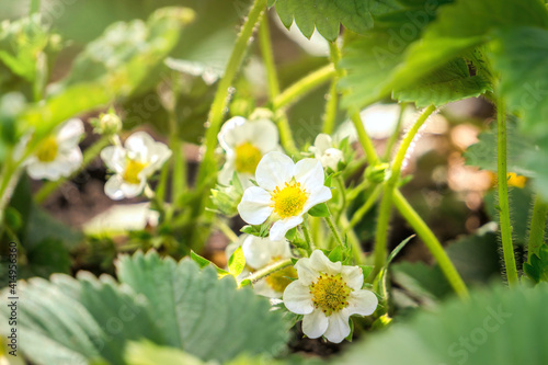 White flowers and green leaves of blooming garden strawberries	