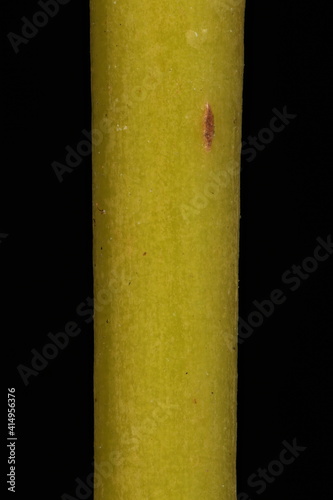 White Willow (Salix alba). Glabrescent Wintering Twig Detail Closeup photo