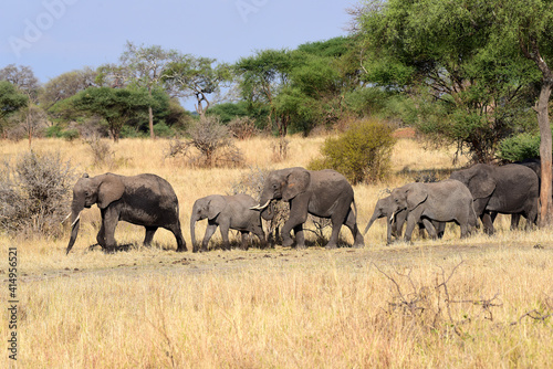 Elefantenfamilie im Tarangire-Nationalpark in Tansania