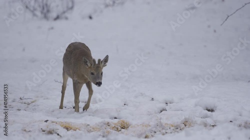 Roebuck in the snow