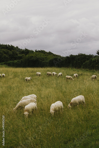 Fototapeta Naklejka Na Ścianę i Meble -  Sheep in the field of France.
