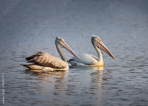 Pelican couple on water