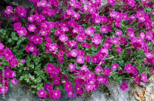 Aubriette, aubrieta deltoidea photo