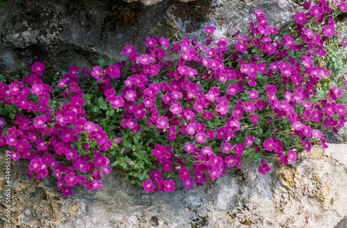 Wallpaper Mural Aubriette, aubrieta deltoidea Torontodigital.ca