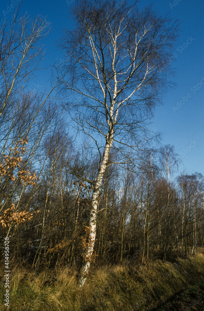 Bouleau Verruqueux, Betula Pendula, Forêt de Fontainebleau, 77, Seine et Marne Bouleau Verruqueux, Betula Pendula, Forêt de Fontainebleau, 77, Seine et Marne
