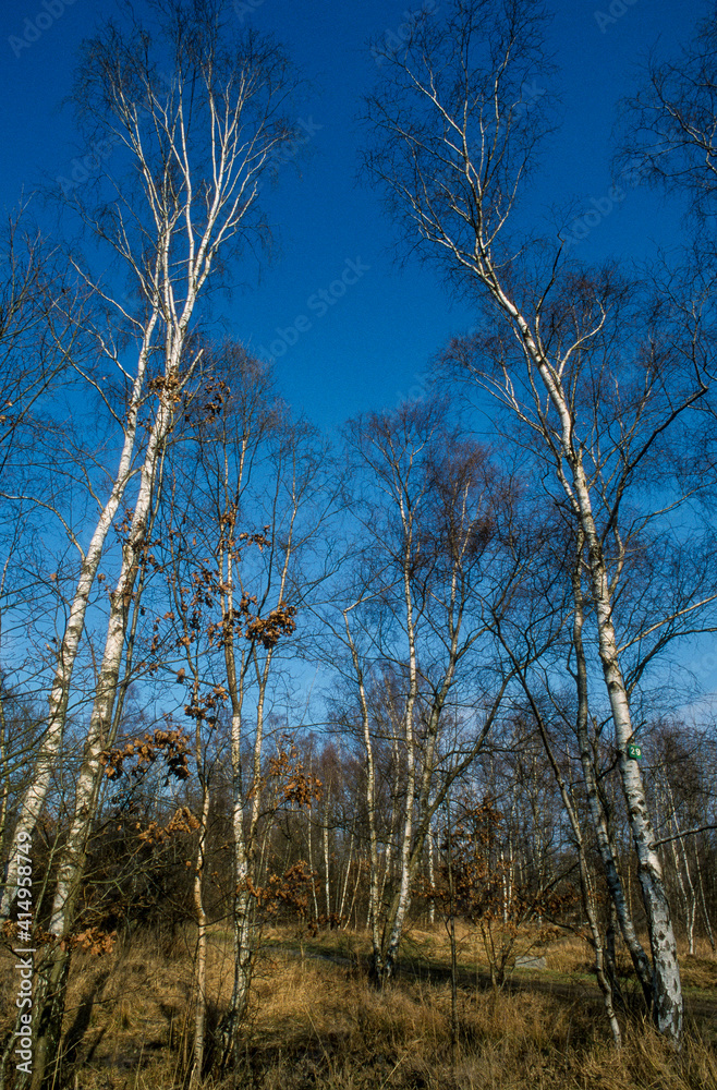 Bouleau Verruqueux, Betula Pendula, Forêt de Fontainebleau, 77, Seine et Marne Bouleau Verruqueux, Betula Pendula, Forêt de Fontainebleau, 77, Seine et Marne