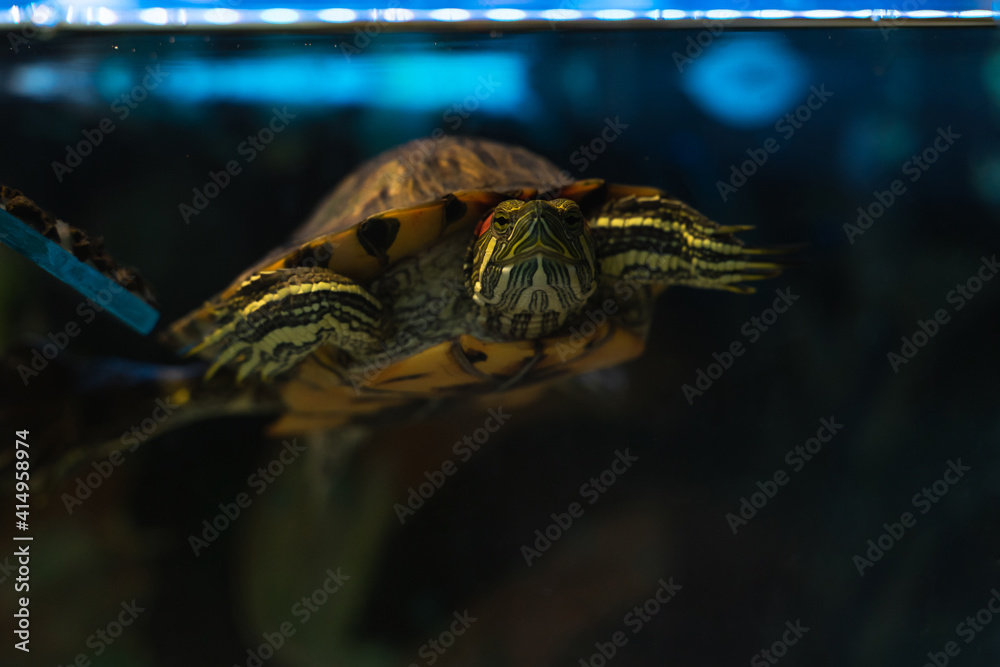 Fototapeta premium Red-eared turtle swimming in a home terrarium. Reptile closeup stock photo.