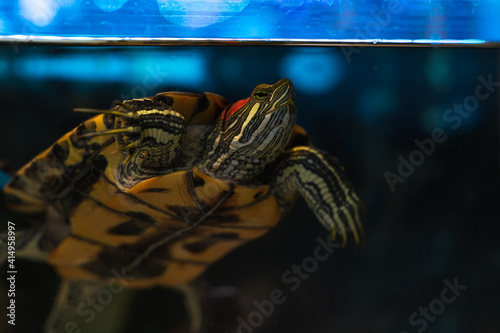 Red-eared turtle swimming in a home terrarium. Reptile closeup stock photo.