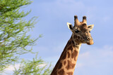 Giraffe im Tarangire-Nationalpark in Tansania