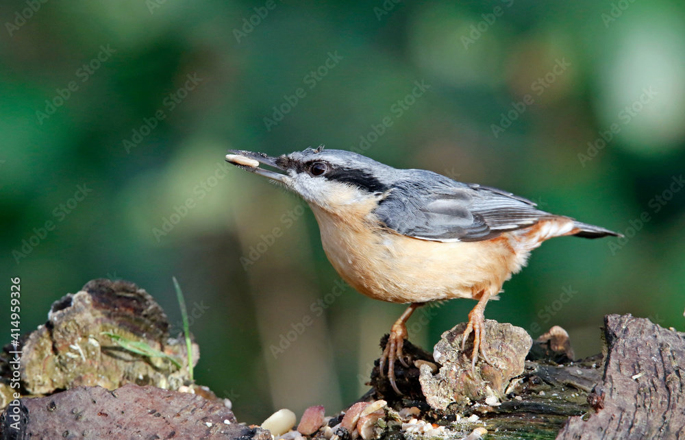Nuthatch collecting nuts at a woodland feeding site Nuthatch collecting nuts at a woodland feeding site
