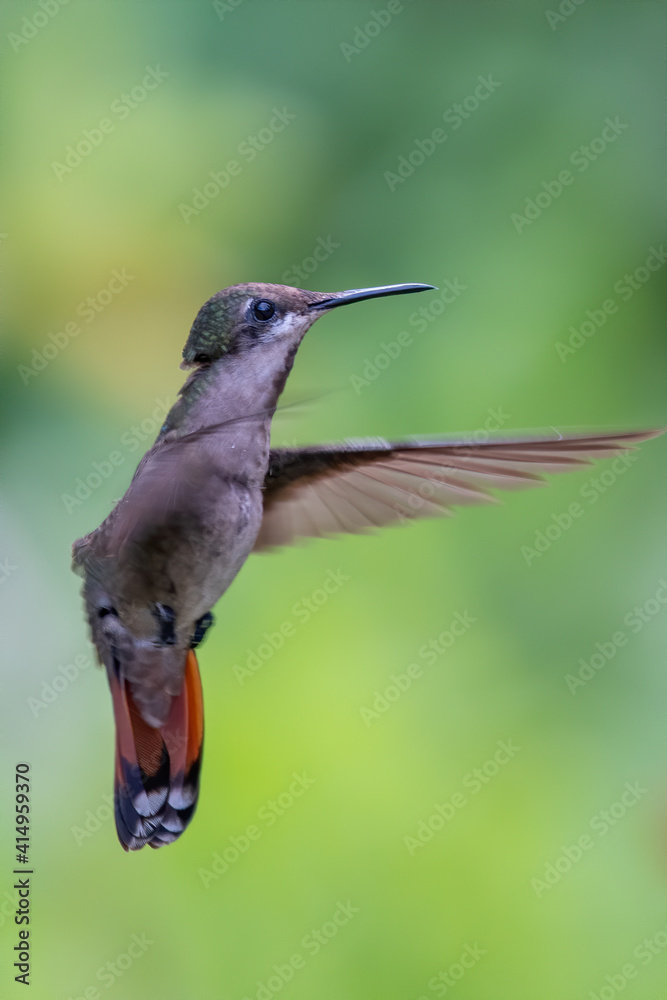 Fototapeta premium Best Humminbird from Ecuador in the flight, wildlife from tropic jungle. Wildlife scene from nature. Hummingbird with flower, in flight. Colibri, Trochilidae, (disambiguation), Hermit.