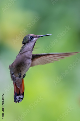 Best Humminbird from Ecuador in the flight, wildlife from tropic jungle. Wildlife scene from nature. Hummingbird with flower, in flight. Colibri, Trochilidae, (disambiguation), Hermit.