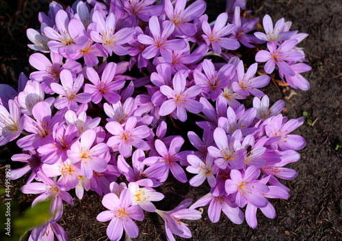 beautiful flowers in nature in the botanical garden