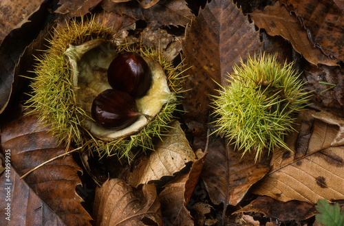 Châtaignier, Castanea sativa, chataigne, bogue photo