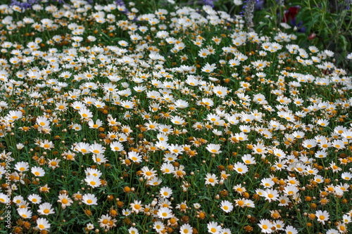 beautiful flowers in nature in the botanical garden