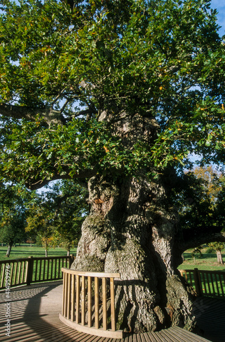 Chêne à Guillotin , arbre millenaire, Quercus robur, légende de Merlin, Forêt de Broceliande, 56, Morbihan photo