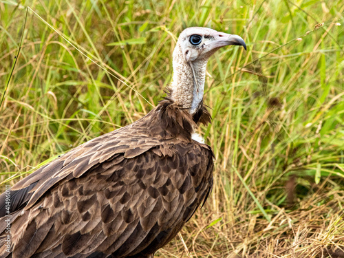 Hooded Vulture