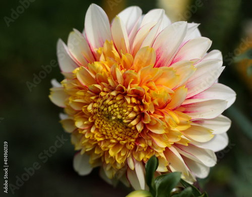 beautiful flowers in nature in the botanical garden