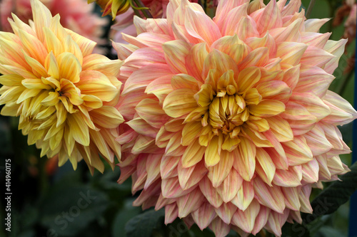 beautiful flowers in nature in the botanical garden