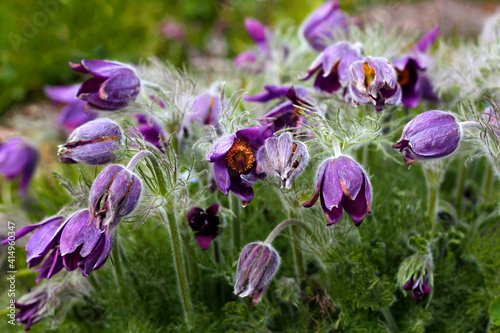 beautiful flowers in nature in the botanical garden