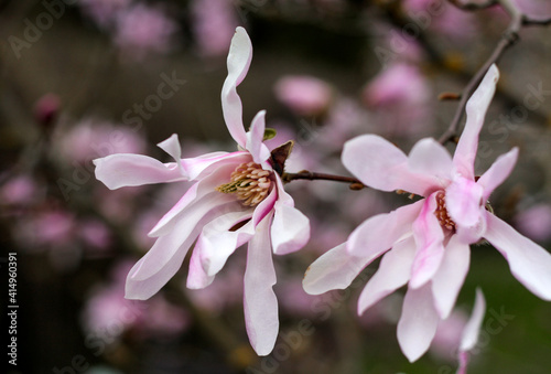 beautiful flowers in nature in the botanical garden